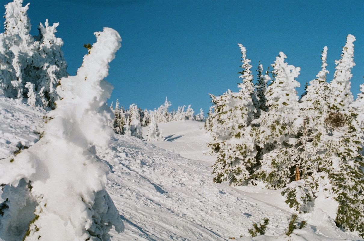juvenile conifers encased in snow on a mountaintop